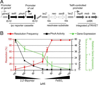 A resolvase-based screen to identify in vivo repressed genes. (A) Schematic illustration of the genetic components of the TetR-controlled in vivo expression technology (TRIVET). Chromosomal sequences are highlighted in light gray, tetR-phoA-cat (tpc) cassette in black, integrated pTRIVET in dark gray, and the res cassette parts in open shapes. The tpc cassette is integrated into a V. cholerae hypothetical geneX via Tn10 mutagenesis, resulting in a transcriptional fusion of tetR and phoA to the chromosomal promoter of geneX. Subsequently, pTRIVET is integrated downstream of lacZ. Thus, the expression level of TetR via the geneX promoter dictates the expression of TnpR, which catalyzes the excision of the res cassette. The IS10 elements and constitutive cat promoter of the tpc cassette, the TetR-controlled tnpR, mobilization (mob), origin of replication (oriR6K), and ApR (bla) regions of pTRIVET, as well as the gene for KmR (neo), SucS (sacB), and the target sites of resolvase (res) of the res cassette are indicated. (B) Shown are the effects of iron availability on resolution frequency (red) and alkaline phosphatase (PhoA) activity (black) of strain Vc_res1_TRIVET irgA::tpc, as well as the relative expression of irgA (green) in WT determined by qRT-PCR. LB was supplemented with varying amounts of 2,2′-bipyridyl or FeSO4 as indicated to mimic low and high iron concentrations, respectively. Resolution frequencies and PhoA activities were determined after 8 h while samples for gene expression analyses were taken during the exponential phase. Data are presented as the median with interquartile range (n ≥ 6). Adapted from Cakar F, Zingl FG, Moisi M, Reidl J, Schild S. In vivo repressed genes of Vibrio cholerae reveal inverse requirements of an H+/Cl- transporter along the gastrointestinal passage. Proc Natl Acad Sci U S A. 2018 Mar 6;115(10):E2376-E2385. doi: 10.1073/pnas.1716973115. Epub 2018 Feb 20. PMID: 29463743; PMCID: PMC5877934.