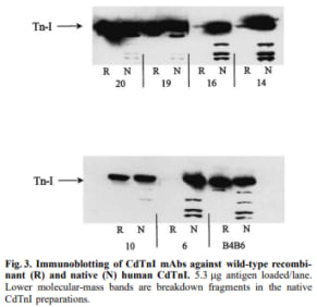 Fig.3. Immunoblotting of CdTn1 mAbs against wild-type recombinant (R) and native (N) human CdTn1. 5.3µg antigen loaded/lane. Lower molecular-mass bands are breakdown fragments in the native CdTn1 preparations. 