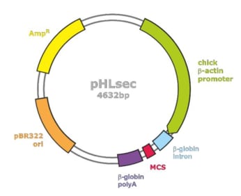 The vector (pHLIgK-STR-8H-SUMO-1D4) used for protein expression of Norrin in HEK293 cells was pHLsec based variant (Aricescu et al., 2006). Restriction enzyme sites of EcoRI and XhoI were used for the molecular cloning into multiple cloning sites (MCS). 
The pHLIgK-STR-8H-SUMO-1D4 vector (Chang et al., 2015) contains a N-terminal Kozak sequence, a murine Igκ-chain signal peptide and a Strep-Tag II prior to an octahistidine tag followed by an engineered SUMO tag (Peroutka et al., 2008) and linker sequences as well as a 3C protease cleavage site. A Rho 1D4 tag was at the C-terminus. 
