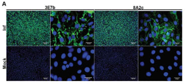 Anti-CHIKV IgM (3E7b) and (8A2c) are used to stained chikungunya virus-infected cell. There is no staining observed in the mock infected cells. DAPI was used to stain the nucleus of the cells.