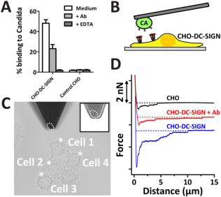 AFM-assisted cell-cell force spectroscopy to measure the interaction strength of single CHO-DC-SIGN cells and C. albicans. (A) Parental CHO cells and cells expressing DC-SIGN-WT were incubated with FITC-labeled C. albicans in the presence or absence of blocking agents; anti-DC-SIGN antibody and EDTA. The percentage of cells that bound C. albicans was calculated by flow cytometry. Data are presented as means ± S.D. (B) Schematic set-up showing a single C. albicans cell immobilized on a tip-less AFM cantilever interacting with a CHO-DC-SIGN cell. (C) Example brightfield image that shows how a C. albicans cell on the tip (indicating by dashed white ellipse) is positioned to interact with four different CHO-DC-SIGN cells. The positions at which the C. albicans is brought into contact are indicated by asterisks. (D) Example FD-curves of C. albicans interacting with parental CHO, CHO-DC-SIGN-WT with addition of 30 µg/ml anti-DC-SIGN blocking antibody for 30 minutes.Taken from Te Riet J, Joosten B, Reinieren-Beeren I, Figdor CG, Cambi A. N-glycan mediated adhesion strengthening during pathogen-receptor binding revealed by cell-cell force spectroscopy. Sci Rep. 2017;7(1):6713. Published 2017 Jul 27. doi:10.1038/s41598-017-07220-w