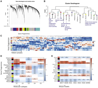 Figure 3. 
Comparison of Murine HGSOC and ICGC Ovarian Transcriptomes

(A) Weighted correlation network analysis (WCNA) of human ICGC transcriptional HGSOC dataset showing clusters of co-regulated genes as a dendrogram. Colors show different modules (gene programs).

(B) Cluster dendrogram of module eigenvalues (MEs) illustrates clustering of programs associated with ECM, immune response, or tumor-related signaling pathways.

(C) Heatmap of MEs across ICGC samples (n = 93).

(D) Heatmap of association of C1–C5 classification. Positive associations are shown in red and negative associations are shown in blue. Pearson’s r and p values are indicated in the fields where a significant association was observed (p < 0.05).

(E) Heatmap of association of differentially expressed gene scores in mouse models. Positive associations are shown in red and negative associations are shown in blue. Pearson’s r and p values are indicated in the fields where a significant association was observed (p < 0.05).
