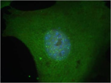 Immunofluorescence staining of MEFs with anti-RAP1 [RAP1 4C8/1] antibody.