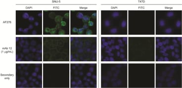 Detection of endogenous c-Met in SNU-5 (c-Met positive) and T47D (c-Met negative) cells by immunofluorescence using purified anti-alpha-chain monoclonal antibodies. 