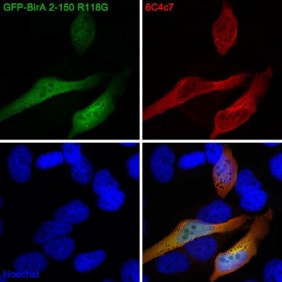 HeLa cells transfected with green fluorescent protein fused to BirA amino acid residues 2-150 (GFP-BirA 2-150) were fixed with 4% PFA and stained with 6C4c7 monoclonal antibody (red). The nuclei were visualised with Hoechst.