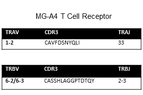 Image for Immorta-MAIT T cell clone MG-A4 cell line