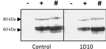 Western Blot analysis of lysates prepared from 293T cell lysates; untransfected (-), transfected with full-length H5 Hatay/2004 (+) and full-length H5 VN/04 (#) using anti-tEH5 [1D10]