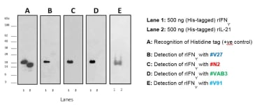 The reactivity of four monoclonal antibodies generated against salmon and trout rIFN-γ was analysed by Western blotting. Results confirmed that all mAbs recognized the rIFN-γ (18 KDa), but not the trout rIL-21 (negative control):