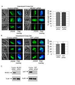 Adapted from Duquette et al. 2012. PLoS Genet. 8(11):e1003050. PMID: 23144634. Figure. MUS81 and XPF depletion do not affect H2AX phosphorylation at ICLs. (A) Left, γH2AX staining of S-phase control and MUS81 depleted cells 2 hours post microirradiation with 730 nm laser light in the presence of 8-MOP. Right, Quantification of γH2AX staining intensity along laser tracks in control (light grey) and Mus81 depleted cells (dark grey) microirradiated to form ICLs. Bar graph indicates percentage of total cells scored as having bright γH2AX signal along laser tracks. More than 30 cells were analyzed per condition. Bars indicate standard deviation between 3 independent experiments. (B) Left, γH2AX staining of S-phase control and XPF depleted cells 2 hours post microirradiation with 730 nm laser light in the presence of 8-MOP. Right, Quantification of γH2AX staining intensity along laser tracks in control (light grey) and XPF depleted cells (dark grey) microirradiated to form ICLs. Bar graph indicates percentage of total cells scored as having bright γH2AX signal along laser tracks. Bars indicate standard deviation. (C) Immunoblot confirmation of knockdown efficiency of MUS81 and XPF siRNAs. Ku86 is loading control.