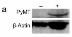 Adapted from DeVette et al. 2020. Oncoimmunology. 9(1):1685300. PMID: 32002300. Figure. PyMT and western blot following transient transfection of 293T cells with DNA plasmid vaccine: (-) untransfected 293T, (+) transfected 293T.