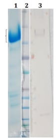 Figure 1. Coomassie and WB blot of S1-His protein. Lane 1 = Purified 12.5ug total (SDS coomassie); Lane 2 = Marker; Lane 3 = Crude extract (WB) detected with anti-His at 1/2000 and anti-mouse HRP at 1/2500.
Notes: The expression of S1-His was observed at 100kDa (SDS PAGE) and predicted size using CLC is 80kDa. The predicted number of N-glycan sites using NetNGlyc 1.0 server: 13 Predicted size with N-glycans: 106KDa (assuming each glycan gave 2KDa).
