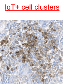 Immunohistochemistry image using Anti-IgT [N5P2D2*B4] showing positive membranous and diffuse immunostaining in infected trout kidney. Formalin-fixed paraffin-embedded tissues.