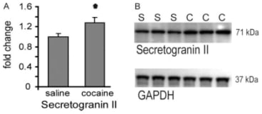 Adapted from Uys JD, Grey AC, Wiggins A, Schwacke JH, Schey KL, Kalivas PW. Matrix-assisted laser desorption/ionization tissue profiling of secretoneurin in the nucleus accumbens shell from cocaine-sensitized rats. J Mass Spectrom. 2010 Jan;45(1):97-103. doi: 10.1002/jms.1697. PMID: 19918966; PMCID: PMC4153729. Western blot analysis of secretogranin II. (A) Secretogranin II was upregulated following 3 weeks of abstinence after cocaine sensitization. Data points are depicted as mean ± SEM fold change in optical density from saline (S) and cocaine (C) animals. N = 8/group. * p ≤ 0.05 comparing S with C using a Student’s t-test. Data were normalized using GAPDH as loading control. (B) Representative secretogranin II and GADPH immunoblot.