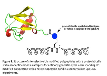 Image for Anti-Ubiquitinated Histone H2B (Lys123) [1B3F12/A9]