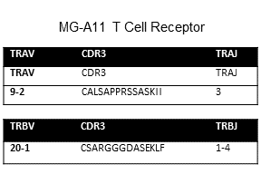 Image for Immorta-MAIT T cell clone MG-A11 cell line