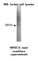 Western blotting was performed on Jurkat cell lysates using anti-WFDC5-WAP [M47-P2D5]. A protein target was detected at 36KDa.