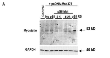 Clone Myo 2/1A used to detect Myostatin expression by Western Blot with detection at 52 kDa. A: Luminol detection of Western blots with monoclonal antibody against Mst at 3 d after transfection. Source: Artaza et al. 2005. Endocrinology. 146(8):3547-57. PMID: 15878958.
