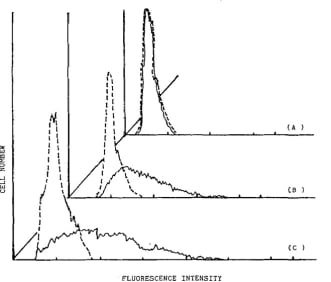 Adapted from Gibson FM, Kemshead JT. A monoclonal antibody (FMG25) that can differentiate neuroblastoma from other small round-cell tumours of childhood. Int J Cancer. 1987 May 15;39(5):554-9. doi: 10.1002/ijc.2910390503. PMID: 3494688. FACS analysis of FMG2.5 binding to T-cell and neuro- blastoma cell lines. FMG25 was incubated with lo6 cells in suspension for 30 min at 4°C under saturating conditions (1:loO dilution of a 1 mg/d solution). After washing and incubation with fluoresceinconjugated sheep anti-mouse Ig, the cells were passed through a FACS.(a) T-cell line CCRFcem; (b) HUT78 T cell line; (c) CHPlOO human neuroblastoma cells. -, Binding of FMG25; ------, binding of S a MIg fluorescein in the absence of MAb. 