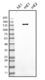 Western Blot on recombinant protein obtained from supernatant of cells expressing human Emilin-1 (hE1), mouse Emilin-1 (mE1), mouse Emilin-2 (mE2).