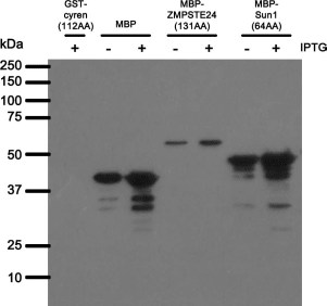 Western blot analysis of bacterially expressed MBP with BBMBP23.42 antibody. E.coli BL21 transformed with constructs indicated above were mock (-) or IPTG (+) induced for short time. After induction the whole-cell lysates were separated on SDS-PAGE gel, transferred to nitrocellulose membrane and blotted with BBMBP23.42 antibody. 

Both primary and secondary antibodies were diluted in blocking buffer (5% nonfat dry milk resuspended in 0.1% Tween and 1X PBS). The predicted molecular weights of constructs are: GST-cyren (112AA), 38 kDA; MBP, 45 kDA; MBP-ZMPSTE24 (113AA), 57 kDa; MBP-Sun1 (64AA), 48 kDa. The length of the fragment fused to a tag is indicated by number of amino acids residues (AA).