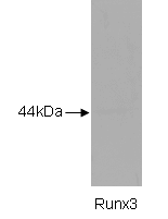 Western blot was performed using a Jurkat cell lysate.