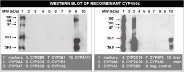 Image for Anti-Cytochrome P450 1A1, 1A2 [MC1]