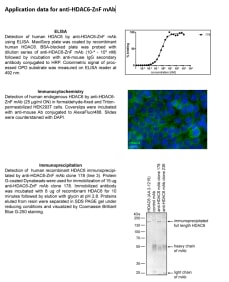 Image for Anti-HDAC6-ZnF (178) mouse monoclonal antibody (ZnF domain-specific)