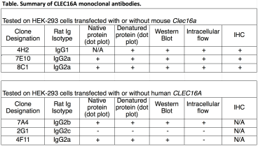 Image for Anti-CLEC16A [7E10] monoclonal antibody