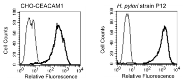 Flow cytometry histogram: 

Left panel: CHO-CEACAM1 cells were stained with purified human chimerized anti CEACAM1-IgG1 (5 µg/ml) followed by mAb ivi 6A (thick line) or isotype control mAb (thin line), followed by goat anti mouse-FITC. After washing samples were analyzed by flow cytometer. Dead cells were discriminated by staining with propidium iodide (PI) and excluded from the analysis.

Right panel: Indicate bacteria strain was incubated with rec. human CEACAM1-Fc (1 µg/ml) followed by mAb ivi 6A (thick line) or isotype control mAb (thin line), followed by goat anti mouse-FITC. After washing samples were analyzed by flow cytometer.
