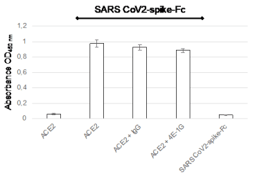 Functional Enzyme-Linked Immunosorbent Assay (ELISA)
2 µg/ml recombinant ACE2 protein was coated with 100 µl diluted in PBS onto wells of a 96 well ELISA plate and incubated for 1 h at RT. After blocking with 350 µl/well 1% BSA/PBS, the recombinant SARS CoV2-spike-huFc was added (100 µl/well, 3 µg/ml diluted in 1% BSA/PBS) either alone or pre-incubated for 1 h at RT with 10 µg/ml mAb 4E-1G and isotype matched control mAb and incubated for 2 h at RT. ACE2 coating alone and with SARS CoV2-spike-huFc incubation served as negative and positive control, subsequently. SARS CoV2-spike-huFc alone served as further negative control. After washing, HRP-coupled goat anti human Fc binding pAb (Jackson Laboratories) was incubated for 30 min at RT, subsequently washed, visualized by TMB substrate and measure by a Tecan Sunrise ELISA plate reader
