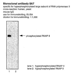Monoclonal antibody 8A7.
RNA polymerase II (RNAP II) contains 12 subunits.  The C-terminal domain of the largest subunit of RNAP II is reversibly phosphorylated on the highly conserved heptapeptide repeat, YSPTSPS.  The major physiological phosphorylation sites are Ser-2 and Ser-5.  Monoclonal antibody 8A7 was obtained using synthetic phosphopeptides and specifically recognises the Ser-5 phosphorylated form of RNAP II.
