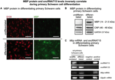 Clone 12 used to detect expression of MBP in mouse brain lysates via Western Blot  and ICC. ...A. MBP protein can only be detected by immunocytochemistry in differentiated Schwann cells B, Western Blots of undifferentiated and differentiated primary Schwann cells show MBP protein only present in differentiated Schwann cells C, MBP and sncRNA715-specific RT-PCR on RNA extracted from undifferentiated or differentiated primary Schwann cells. Source: Müller et al. 2015. PLoS One. 10(8):e0136900. PMID: 26317513.  
