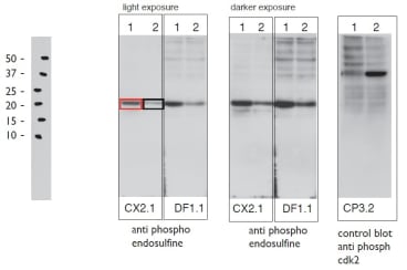 Figure. Immunoblot of 1) cytostatic factor extracts (CSF) and 2) Interphase egg extract using two Anti-Phospho Endosulfine mAbs and a control Anti-Phospho-cdk2 mAb. Lane 1 - CSF extract containing highly phosphorylated endosulfine; Lane 2 - Interphase extract containing hypo - phosphorylated endosulfine