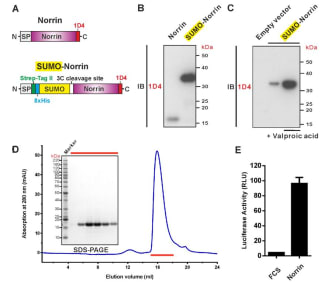 Figure. Expression and purification of biologically active recombinant Norrin. (A) Schematic diagrams of the expression constructs including Norrin (a signal peptide, SP, followed by Norrin and Rho-1D4 tag at C-terminus) and SUMO-Norrin (a SP followed by a Strep-tag II, an octahistidine, SUMO, HRV 3C protease cleavage site, Norrin, and Rho-1D4 tag at C-terminus). (B) and (C) Conditioned media from transfected HEK293T cells were immunoblotted (IB) with the anti-Rho-1D4 antibody. (B) SUMO fusion improves Norrin secreted expression. (C) The expression level of SUMO tagged Norrin was further boosted for HEK-293T cells treated with valproic acid. (D) SEC elution profile and SDS-PAGE under reducing conditions with fraction analysed marked by red lines. (E) Purified recombinant untagged Norrin actives the canonical Wnt/β-catenin pathway in the luciferase reporter assay. RLU: relative light unit. Error bars indicate standard deviations (n = 3). Chang, T.H., Hsieh, F.L., Zebisch, M., Harlos, K., Elegheert, J., and Jones, E.Y. (2015). Structure and functional properties of Norrin mimic Wnt for signalling with Frizzled4, Lrp5/6, and proteoglycan. eLife 4, e06554.