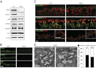 Clone 133 used to detect PKCα expression in mouse retina by IHC. ... C) Normal morphology, dendritic branching, and accumulation of mGluR6 and TRPM1 at the dendritic tips of the ON-BC in DKO retinas. Only bipolar cells and outer plexiform layer are shown. Source: Cao et al. 2012. Proc Natl Acad Sci U S A. 109(20):7905-10. PMID: 22547806.
