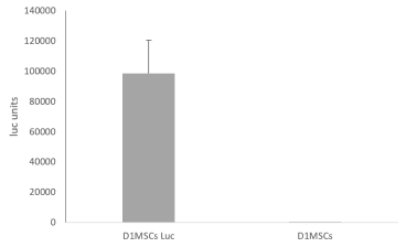 The expression of luciferase by D1MSCs modified with luciferase transgene compared to wild type D1MSCs