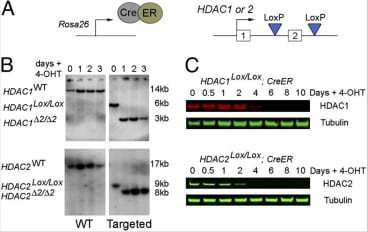 Generation of HDAC1 and HDAC2 conditional knockout ES cell lines. (A) An E14 ES cell line constitutively expressing a Cre/Estrogen Receptor (CreER) fusion from the ROSA26 locus was used to generate homozygous conditional knockout alleles for HDAC1 and HDAC2. Both copies of exon 2 were flanked by LoxP sites, using consecutive rounds of gene targeting. (B) Southern blots showing wild-type and exon 2 targeted HDAC1Lox/Lox and HDAC2Lox/Lox loci. Addition of 4-hydroxy tamoxifen (OHT) activates the CreER fusion and induces deletion of exon2 (HDAC1Δ2/Δ2, HDAC2Δ2/Δ2) in ES cells; >95% recombination is observed after 24 h. (C) Quantitative Western blot shows ligand-inducible deletion of HDAC1 and -2 protein in whole-cell extracts from HDAC1Lox/Lox and HDAC2Lox/Lox ES cells, respectively. Cells were cultured for up to 10 days (0–3 days in the presence of OHT). α-Tubulin was used to normalize protein loading. Blots were visualized and quantitated using a LiCOR scanner. Data are representative of three independently tested clones for each genotype.
