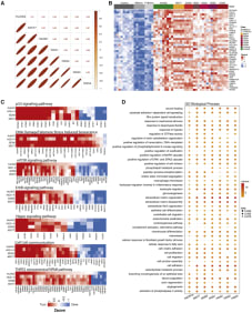 Figure 2. 
Comparison of Murine HGSOC and Human Omental Metastasis Transcriptomes

(A) Upper triangle: Pearson correlation coefficients based on the average expression (reads per kilobase million [RPKM]) of 12,127 orthologous genes in pairwise alignments of human omental tumors and mouse model tumors. Lower triangle: the diameter of the ellipses is proportional to the correlation coefficient; thinner ellipses correspond to higher correlation coefficients.

(B) Top concordantly upregulated genes in murine HGSOC and human omental tumors (FDR < 0.05).

(C and D) Key signaling pathways (C) identified by pathway analysis through Gaussian graphical models (clipper, pathway threshold p < 0.05), concordant in human and all mouse model tumors and biological processes (D) and significantly altered in both murine and human HGSOC (hypergeometric test p < 0.05). Cycle diameter proportional to adjusted p value; color corresponds to pathway Z score.

(A–D) 30200, HGS2, and HGS3, n = 4; 60577 and HGS4, n = 5; HGS1, n = 3; FVBOme, n = 4; Bl6Ome, n = 5. For human samples, n = 9 normal/adjacent omenta and n = 9 omental tumors.
