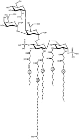 From Malgorzata-Miller et al Sci. Rep. 6, 34221; doi: 10.1038/srep34221 (2016). 

Proposed structure of B. quintana LPS.
The primary sequence was depicted by Zähringer et al.57 for the equivalent molecule of B. henselae. Gas chromatographic analysis and mass spectrometry present differences of the B. quintana in comparison to the B. henselae LPS in the sugar composition and the acyl chains. The former contains a N-acetylated hexose in the outer core, while for the latter a hexose is described. Furthermore, one of the 3-OH C12 fatty acids is unsaturated in the LPS of B. quintana. For both substitutions the structures are not elucidated yet and the drawing shows only one of several possible positions.