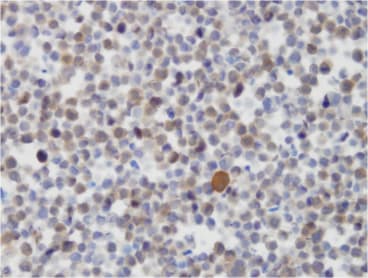 IHC staining of a cell pellet derived from HEK293 cells treated with a control siRNA not targeting the imunogen.  JMJD4 is localised in the cytoplasm.