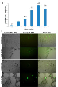 From Megias et al, International Journal of Pharmaceutics, Volume 518, Issues 1–2, 25 February 2017, Pages 270-280
Transfection efficiency of Fe3O4/PEI/DNA nanocomplexes at different PEI/DNA ratios. (A) Flow cytometer analysis. Data is indicated as mean value ± standard deviation (n = 3). Post-hoc Tukey analysis from ratio 0/0 (only Opti-MEM, ***p < 0.001) and from ratio 0/1 (only DNA, ¥¥¥p < 0.001). (B) Contrast phase images, corresponding fluorescent images, and merged images of transfected HEK-293 cells at different PEI/DNA (w/w) ratios. The images were acquired at ×20 original magnification.