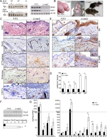 <p><b>Compound deletion of BRAF and RAF1 in the epidermis leads to severe skin inflammation in adult mice.</b></p>
(A) BRAF and RAF1 are efficiently deleted in epidermal cells as shown by PCR analysis of tail tissue and immunoblotting of epidermal lysates isolated from 3 weeks old F/F2 and Δ/Δep2 (n = 4). ACTB is shown as a loading control. (B) Macroscopic appearance of newborn and adult F/F2 and Δ/Δep2 mice. Arrowhead highlights the open eye phenotype of Δ/Δep2 pups. (C) Hematoxylin/eosin (H and E) staining shows epidermal thickening and dermal inflammatory infiltrates in Δ/Δep2 mice. BrdU incorporation confirms hyperproliferation in the basal layer of Δ/Δep2 epidermis. The numbers in the inset represent BrdU+ cells/mm2 of epidermis (n = 5–7, mean ± SEM). Infiltrating cells: activated mast cells (β1 Tryptase+), granulocytes (esterase+), dendritic cells (CD11c+). (D) Quantification of the infiltrating cells: T cells (CD4+ and CD8+), macrophages (F4/80+), total mast cells (MC, toluidine blue+), granulocytes (GR, esterase+). (E) Increased expression of K6, ICAM1, and MHC II in Δ/Δep2 keratinocytes/epidermis. Representative images (C, E) and quantification (D) of 5–7 individual couples. Scale bars, 50 µm. (F) Inflammatory chemokines and cytokines in epidermal lysates (n = 3–4). TSLP levels were determined by immunoblotting and quantified by Image J. ACTB served as a loading control. The results were normalized by arbitrarily setting one of the F/F2 samples as 1 and plotted as mean ± SEM. Data represent mean ± SEM. p = 0.011, p1 = 0.001, p2 = 0.007, p3 = 0.001, p4 = 3.06E-6, p5 = 1.37E-4, p6 = 0.002, p7 = 0.049, p8 = 0.042, p9 = 0.046 and p10 = 0.001.</p></P>