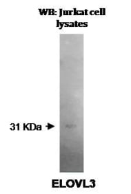 Western blot analysis using Jurkat cell lysates and Anti-ELOVL3 clone V61 P2B3*D10