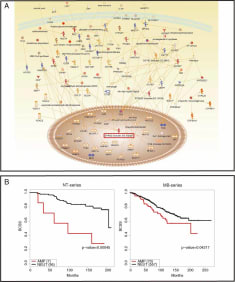 ZNF703‐amplified tumours are characterized by a lipid metabolism and detoxification gene expression signature and have poor clinical prognosis.

Taken from Holland et al. 2011. EMBO Mol Med. 3(3):167-80. PMID: 21337521.