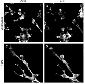 CK-B localizes to membrane ruffles in Maf-DKO macrophages. Cells were seeded on glass coverslips and stimulated overnight with LPS or left unstimulated. After
fixation in paraformaldehyde, cells were stained for CK-B using an antibody against mouse CK-B (A, C), and actin using Alexa568-labelled phalloidin (B, D). Images were taken
on an Olympus FV1000 confocal laser scanning microscope. Arrows indicate cell tips containing CK-B.