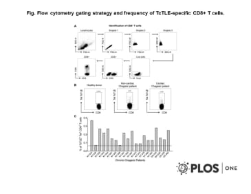 Adapted from Lasso et al. 2016. PLoS One. 11(3):e0150996. PMID: 26974162. Fig. Flow cytometry gating strategy and frequency of TcTLE-specific CD8+ T cells. Dot plots representative of the analysis of an HLA-A2-negative chagasic patient. (A) Lymphocytes were selected, and cell doublets were excluded from the analysis for the identification of CD8+ T cells based on the forward scatter area (FSC-A) and forward scatter height (FSC-H) (singlet 1), forward scatter width (FSC-W) and forward scatter height (FSC-H) (singlet 2), and side scatter width (SSC-W) and SSC-H characteristics (singlet 3). Finally, live CD3+ CD8+ cells were selected. (B) Selection of TcTLE peptide-specific CD8+ T cells by soluble tetramer assay. (C) Frequency of TcTLE peptide-specific CD8+ T cells from 20 HLA-A2-negative chronic chagasic patients. The cut-off point, which was fixed at 0.063, is indicated by the dotted line.