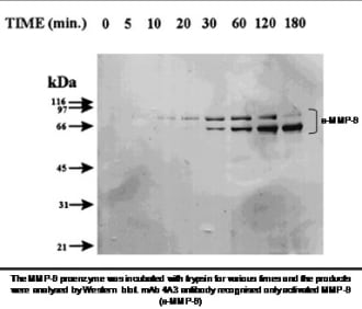 Western Bolt application of mAb 4A3