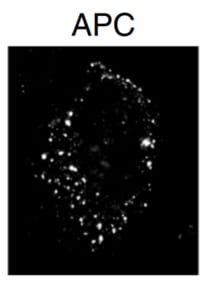 From Bernkopf et al. NATURE COMMUNICATIONS | (2019) 10:4251

Immunofluorescence staining of APC (red) in U2OS cells. Scale bar: 20 µm