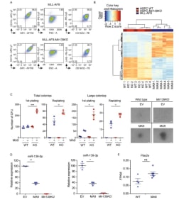 A Flow cytometric analysis of surface marker expression of MLL-AF9 or MLL-AF9-Mir139KO cells stained for myeloid lineage markers CD11b, CD16/32, c-Kit, GR-1 and lymphoid lineage marker CD3. B Heatmap showing the differential gene expression profiles of WT HSPCs (WT), Mir139KO HSPCs (KO), and MLL-AF9 cells (MA9). C The number of colony-forming units (CFUs) per 5000 empty vector control (−) and MLL-AF9 (MA9) transduced WT and Mir139KO HSPCs are shown. Total number of colonies (50–250 cells/colony) and large colonies (>250 cells/colony) are presented. Micrographs depict representative colonies. Scale bar indicates 100 µm. The two-tailed unpaired student’s t test was used for the statistical analysis. D Expression of miR-139-5p and miR-139-3p in MA9 cells and MLL-AF9-Mir139KO relative to snRNA U6 and EV transduced HSPCs (EV) as determined by miRNA qPCR is shown. The two-tailed unpaired student’s t test with Welch’s correction was used for the statistical analysis. The presented data are representative of two experiments. E Expression of Pde2a in MA9 cells and WT HSPCs in fragments per kilobase and per million mapped fragments (FPKM) as determined by RNA-seq is shown. The Wald’s test with Benjamin–Hochberg correction was used for the statistical analysis. All graphs show mean ± SEM. Adapted from Stavast, C.J., van Zuijen, I., Karkoulia, E. et al. The tumor suppressor MIR139 is silenced by POLR2M to promote AML oncogenesis. Leukemia 36, 687–700 (2022). https://doi.org/10.1038/s41375-021-01461-5