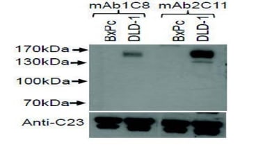 As the DLD-1 colorectal adenocarcinoma cell line is known to express c-kit, Western blot analysis was performed to determine binding. 1C8 and 2C11 both bound to the endogenous c-kit protein in DLD-1 cells but not in the c-kit negative cell line BxPc.